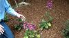 Lladro Spring Girl Wears Overalls Gardening Flower And Bird 5217 NIB Retired.